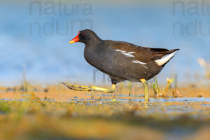 Foto di Gallinella d'acqua (Gallinula chloropus)