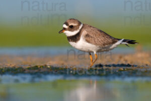 Foto di Corriere grosso (Charadrius hiaticula)