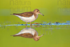 Foto di Piro piro piccolo (Actitis hypoleucos)