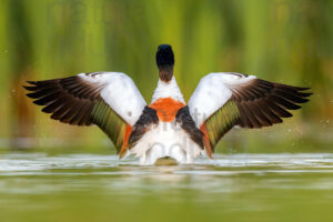 Common Shelduck images (Tadorna tadorna)