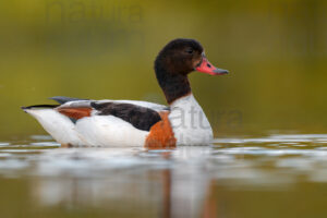 Common Shelduck images (Tadorna tadorna)