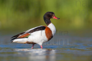 Common Shelduck images (Tadorna tadorna)