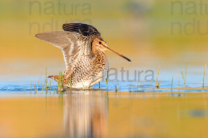 Photos of Common Snipe (Gallinago gallinago)