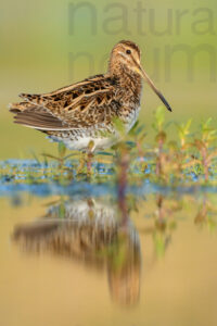 Photos of Common Snipe (Gallinago gallinago)