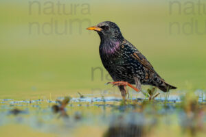 Foto di Storno comune (Sturnus vulgaris)