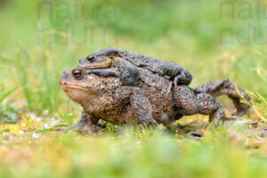 Foto di Rospo comune (Bufo bufo)