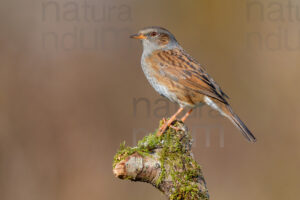 Foto di Passera scopaiola (Prunella modularis)