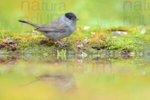 Photos of Eurasian Blackcap (Sylvia atricapilla)