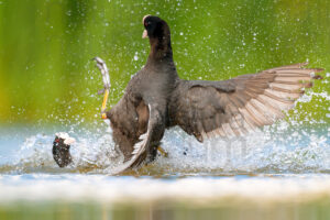 Foto di Folaga comune (Fulica atra)