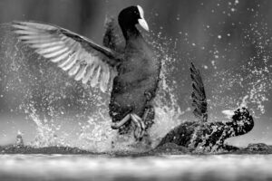 Photos of Eurasian Coot (Fulica atra)