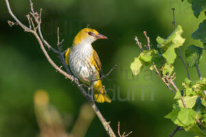 Foto di Rigogolo (Oriolus oriolus)