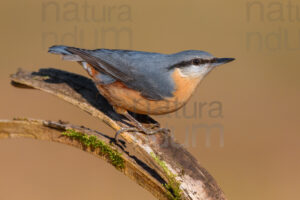 Photos of Eurasian Nuthatch (Sitta europaea)