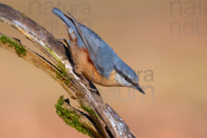 Foto di Picchio muratore (Sitta europaea)