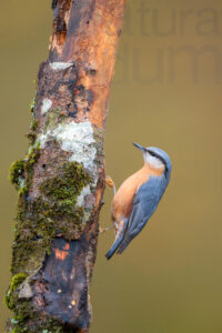 Foto di Picchio muratore (Sitta europaea)