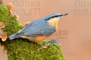 Photos of Eurasian Nuthatch (Sitta europaea)