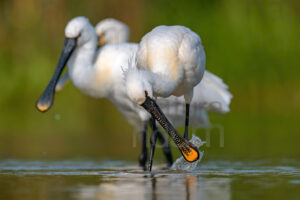 Foto di Spatola bianca (Platalea leucorodia)