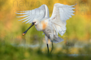 Photos of Eurasian Spoonbill (Platalea leucorodia)