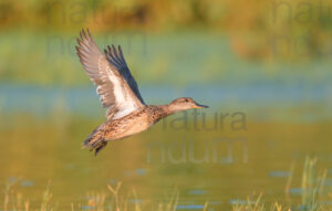 Photos of Eurasian Teal (Anas crecca)