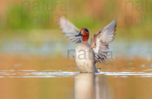 Photos of Eurasian Teal (Anas crecca)