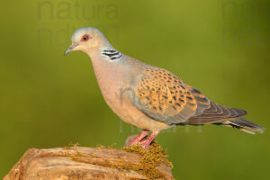 Foto di Tortora selvatica (Streptopelia turtur)