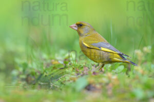 Foto di Verdone (Chloris chloris)