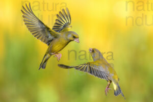 European Greenfinch images (Chloris chloris)