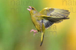 Foto di Verdoni (Chloris chloris)