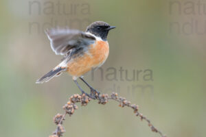 Photos of European Stonechat (Saxicola rubicola)