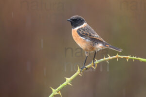 Foto di Saltimpalo (Saxicola rubicola)