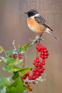 Foto di Saltimpalo (Saxicola rubicola)