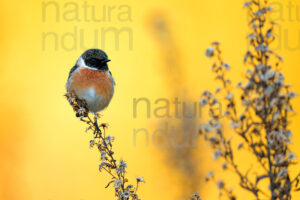 Foto di Saltimpalo (Saxicola rubicola)