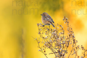 Foto di Saltimpalo (Saxicola rubicola)