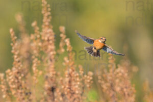 Foto di Saltimpalo (Saxicola rubicola)