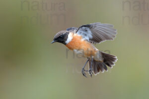 Foto di Saltimpalo (Saxicola rubicola)