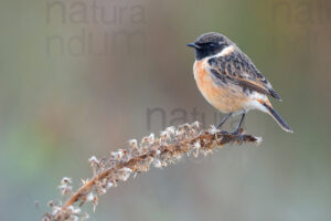 Foto di Saltimpalo (Saxicola rubicola)