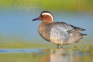 Photos of Garganey (Anas querqedula)