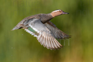 Photos of Garganey (Anas querqedula)