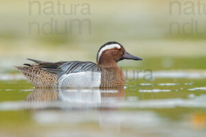 Photos of Garganey (Anas querqedula)