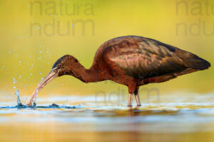 Photos of Glossy Ibis (Plegadis falcinellus)