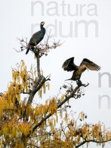 Foto di Cormorano comune (Phalacrocorax carbo)