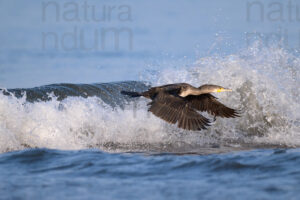 Foto di Cormorano comune (Phalacrocorax carbo)