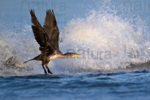 Foto di Cormorano comune (Phalacrocorax carbo)