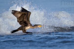 Foto di Cormorano comune (Phalacrocorax carbo)