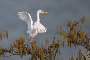 Photos of Great Egret (Ardea alba)