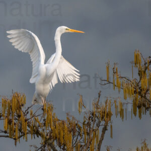 Photos of Great Egret (Ardea alba)