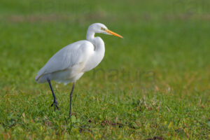 Photos of Great Egret (Ardea alba)