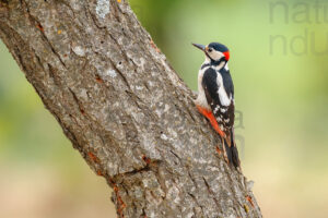 Photos of Great Spotted Woodpecker (Dendrocopos major)