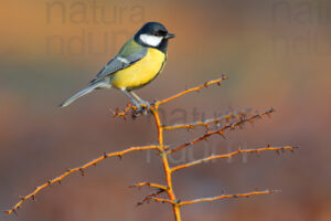 Foto di Cinciallegra (Parus major)