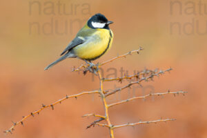 Foto di Cinciallegra (Parus major)