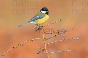 Photos of Great Tit (Parus major)